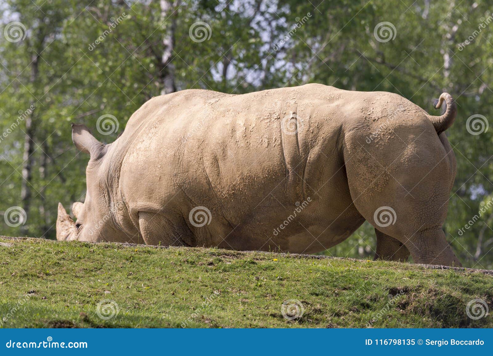 rhino in a zoo in italy