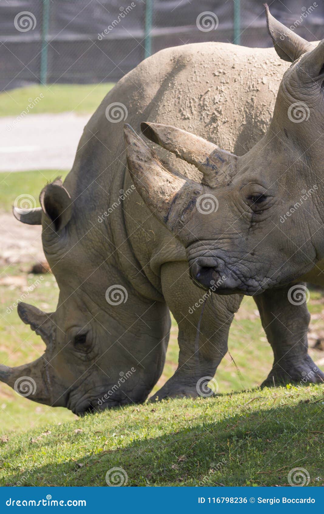 rhino in a zoo in italy