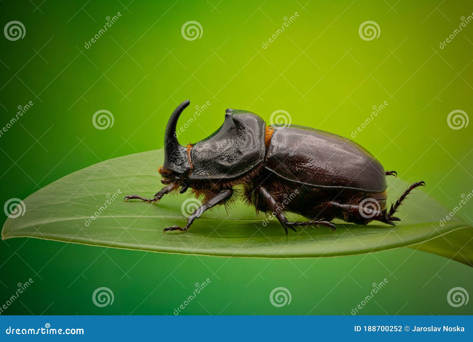 rhinoceros beetle close up