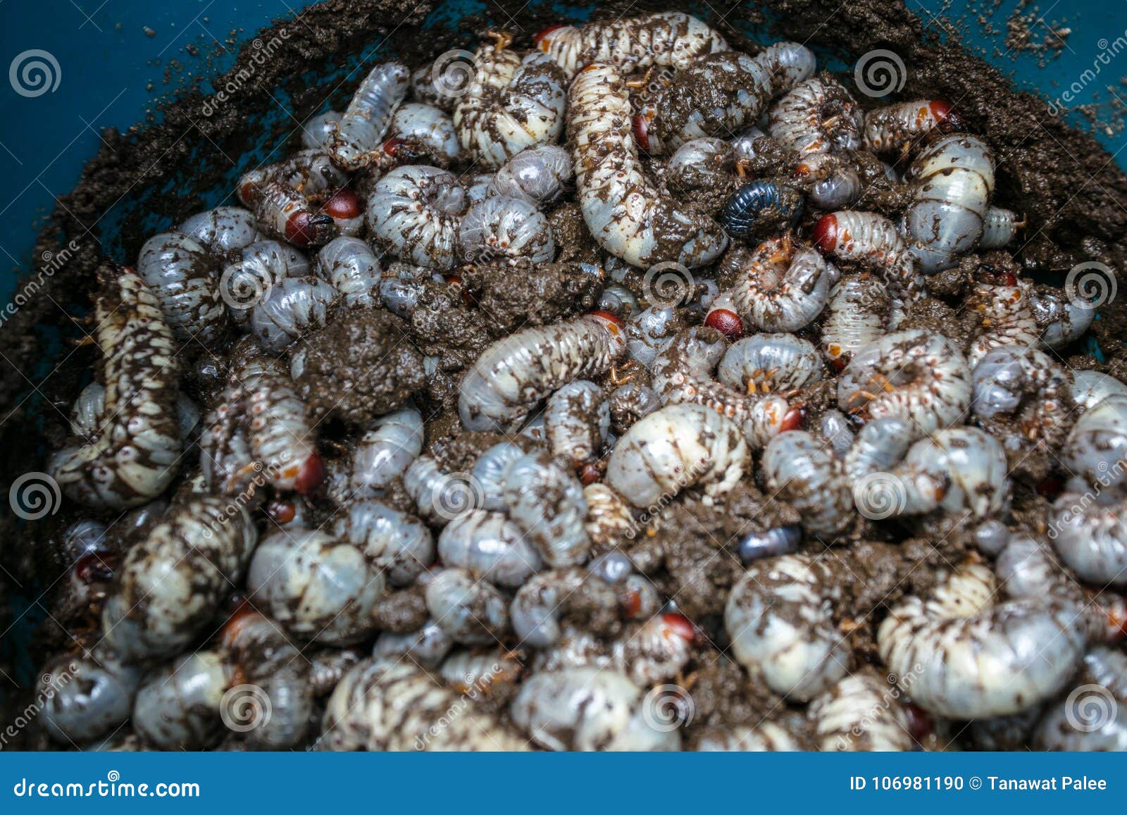 coconut rhinoceros beetle mites coconut rhinoceros beetle mites
