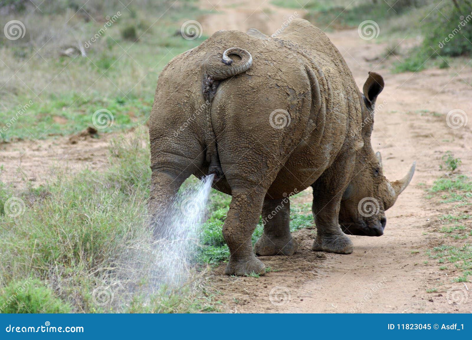 rhinoceros bull marking his territory