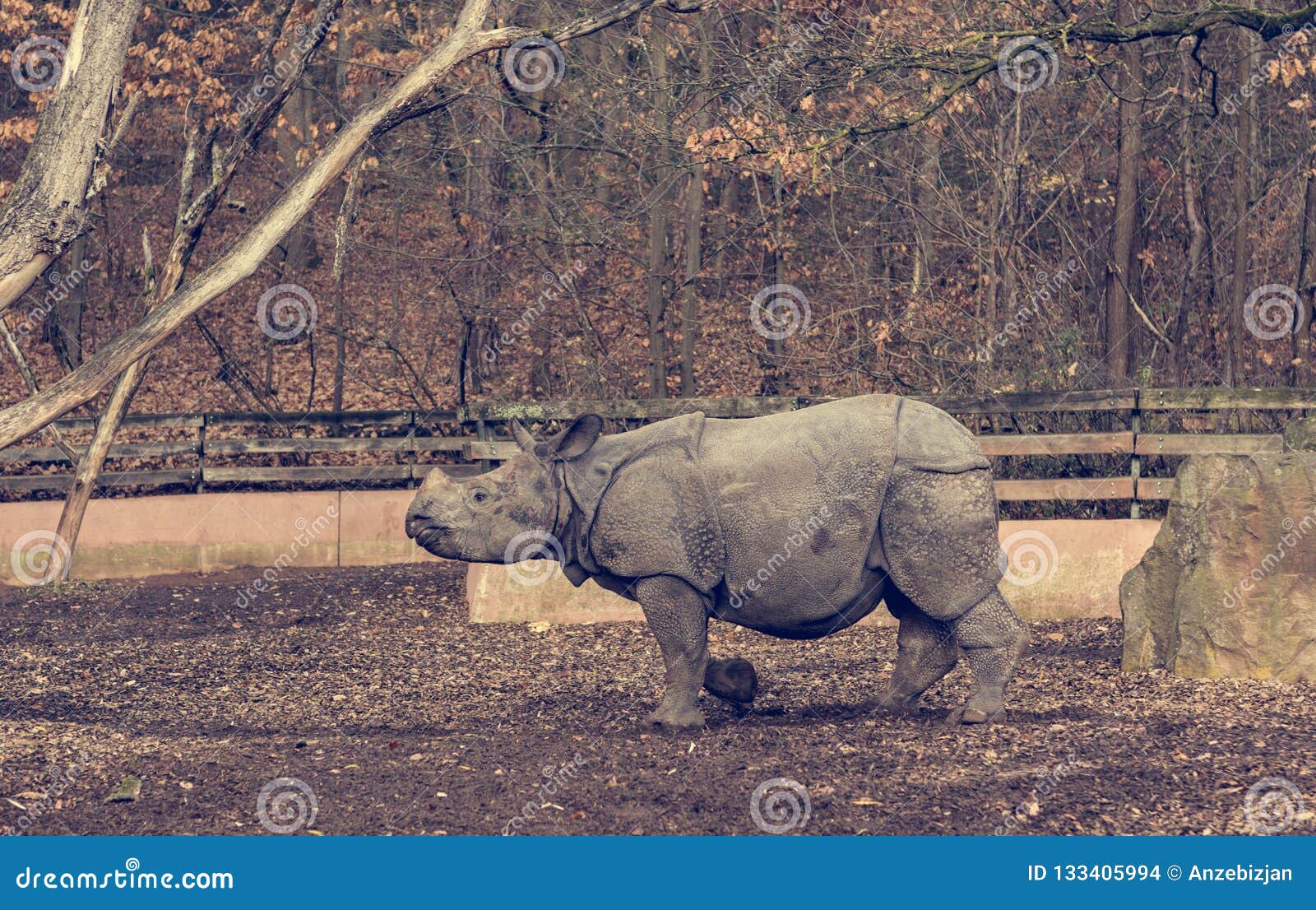 Rhinoceros Calf Walking Around Man Made Habitat in Zoo. Stock Photo - Image  of protection, retrol: 133405994