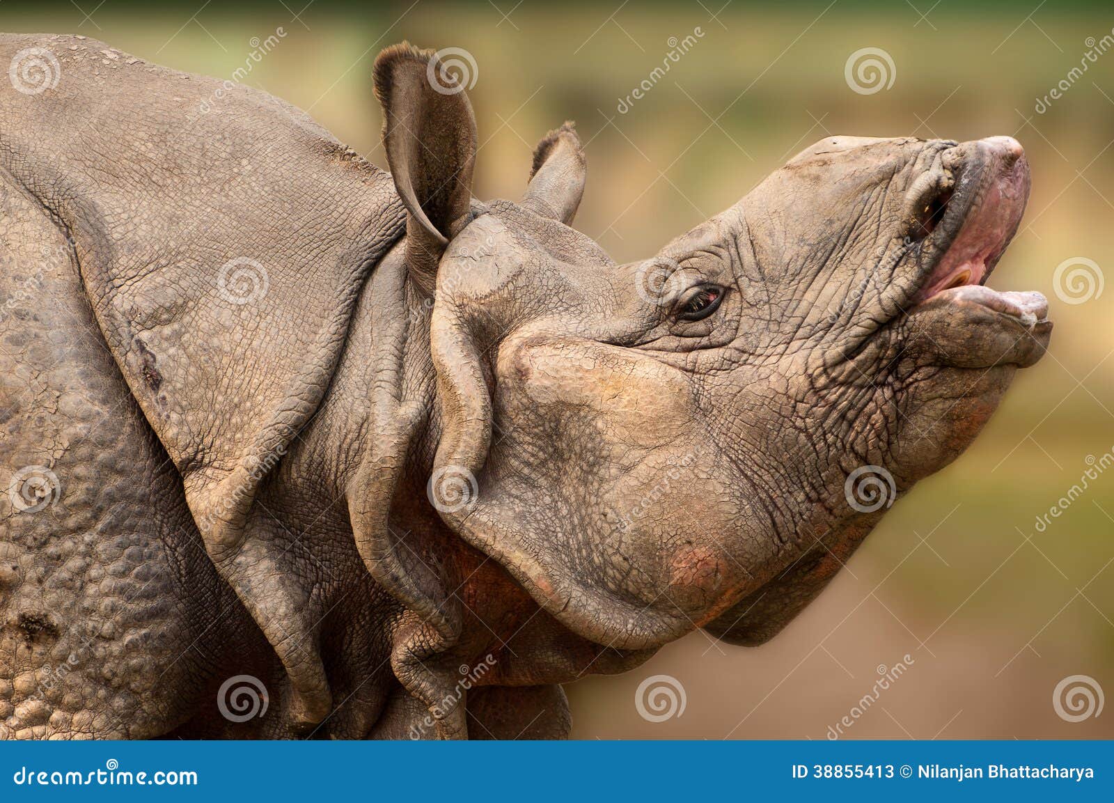 rhinoceros closeup