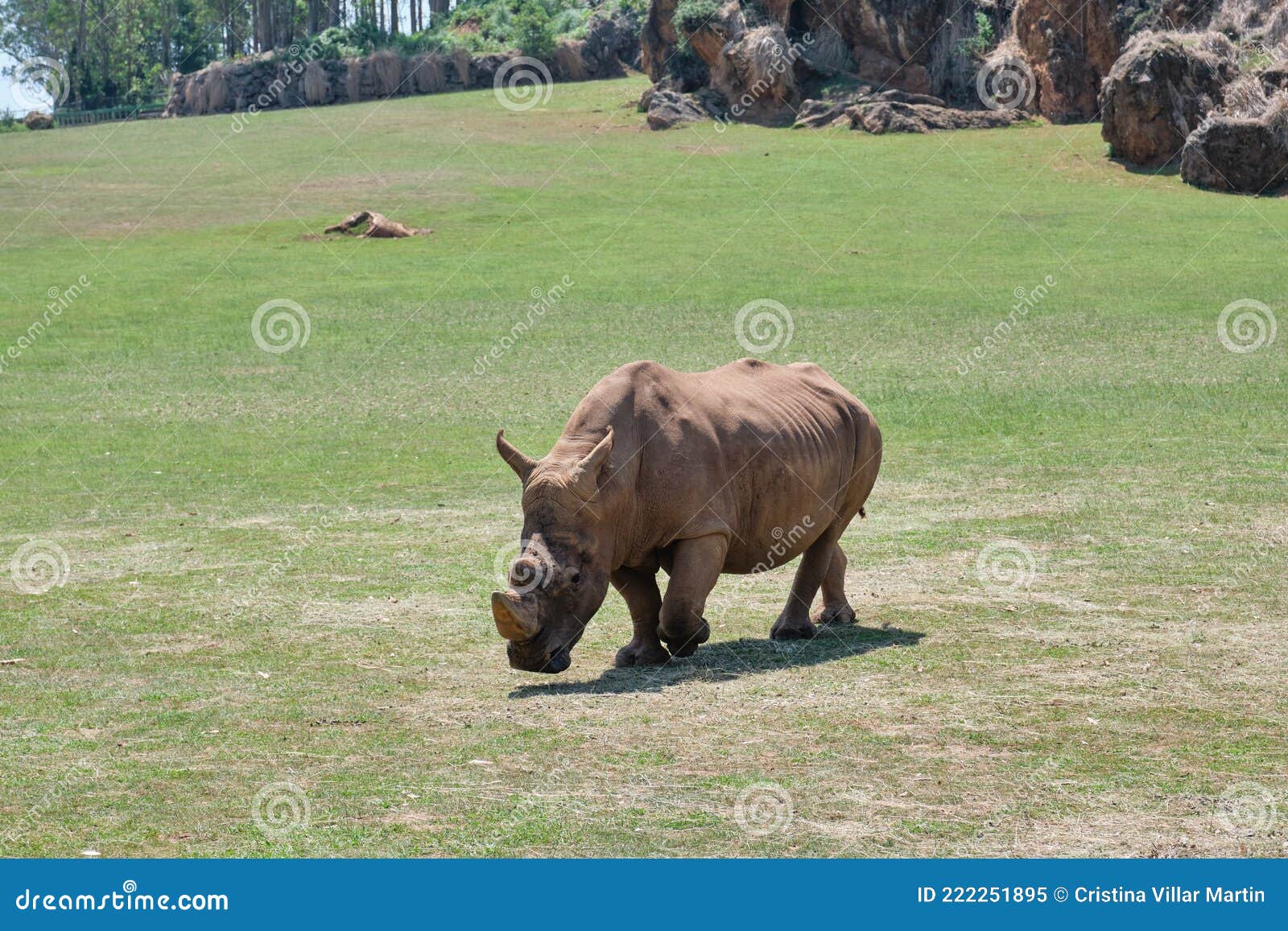 a rhinoceros eating grass in cabarceno natural park in cantabria