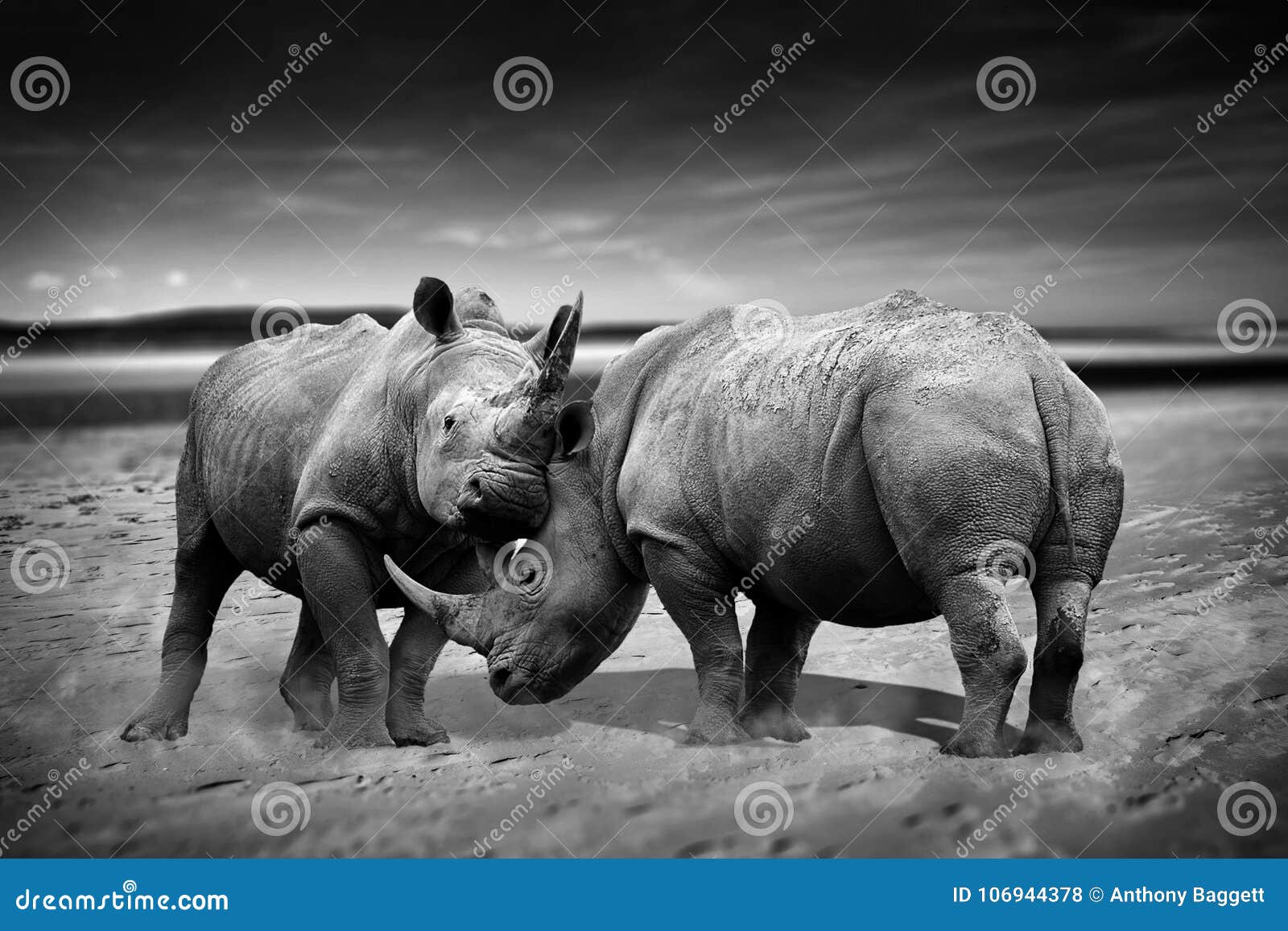 rhinoceros fighting