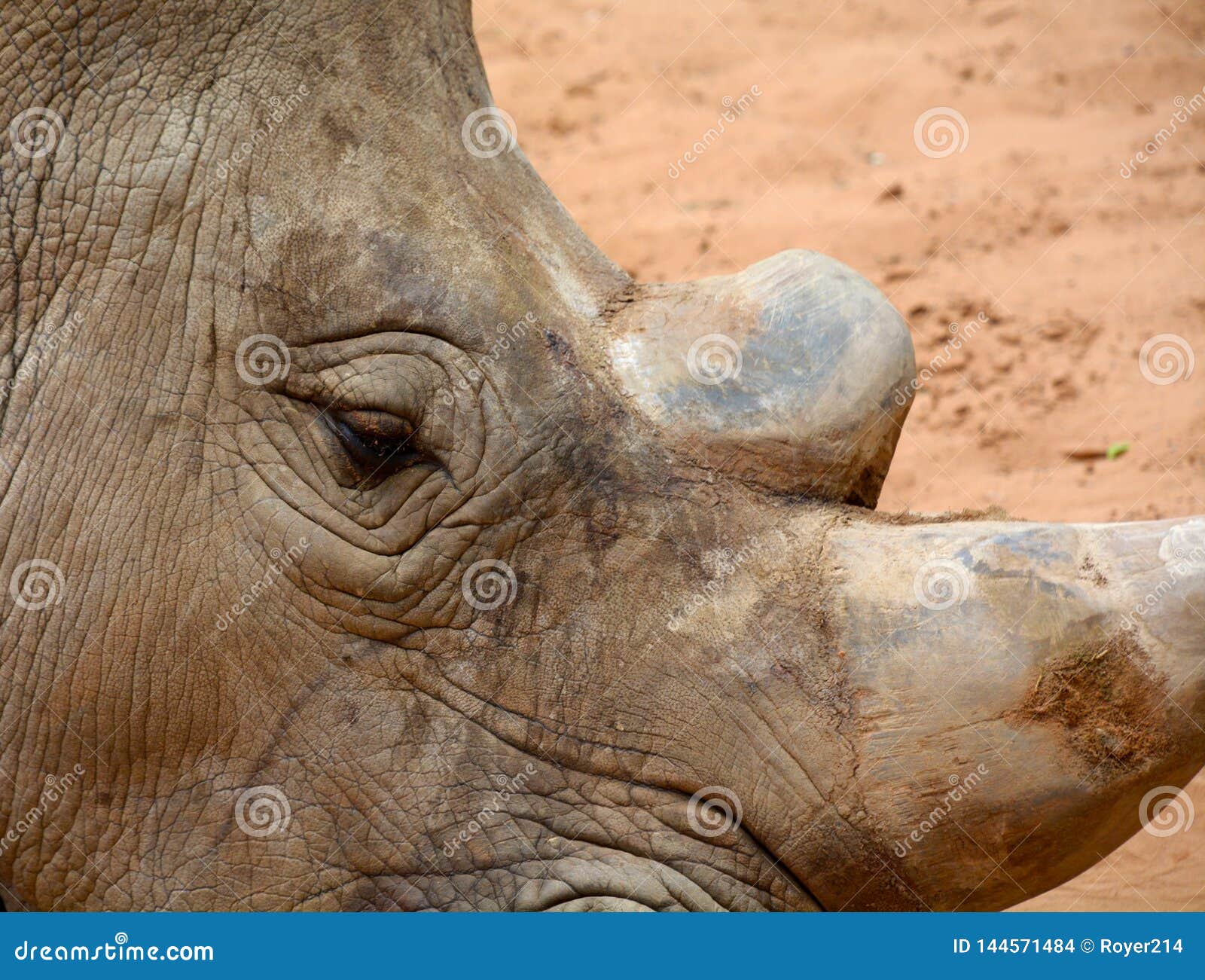 Rhinoceros Horn stock photo. Image of mammal, brown 144571484