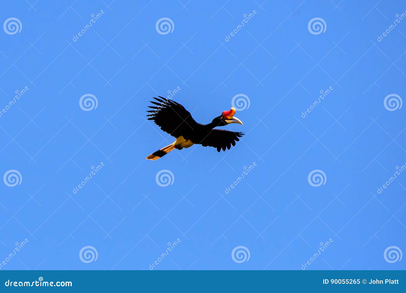Rhinoceros Hornbill Captured in Flight Stock Image Image of flight