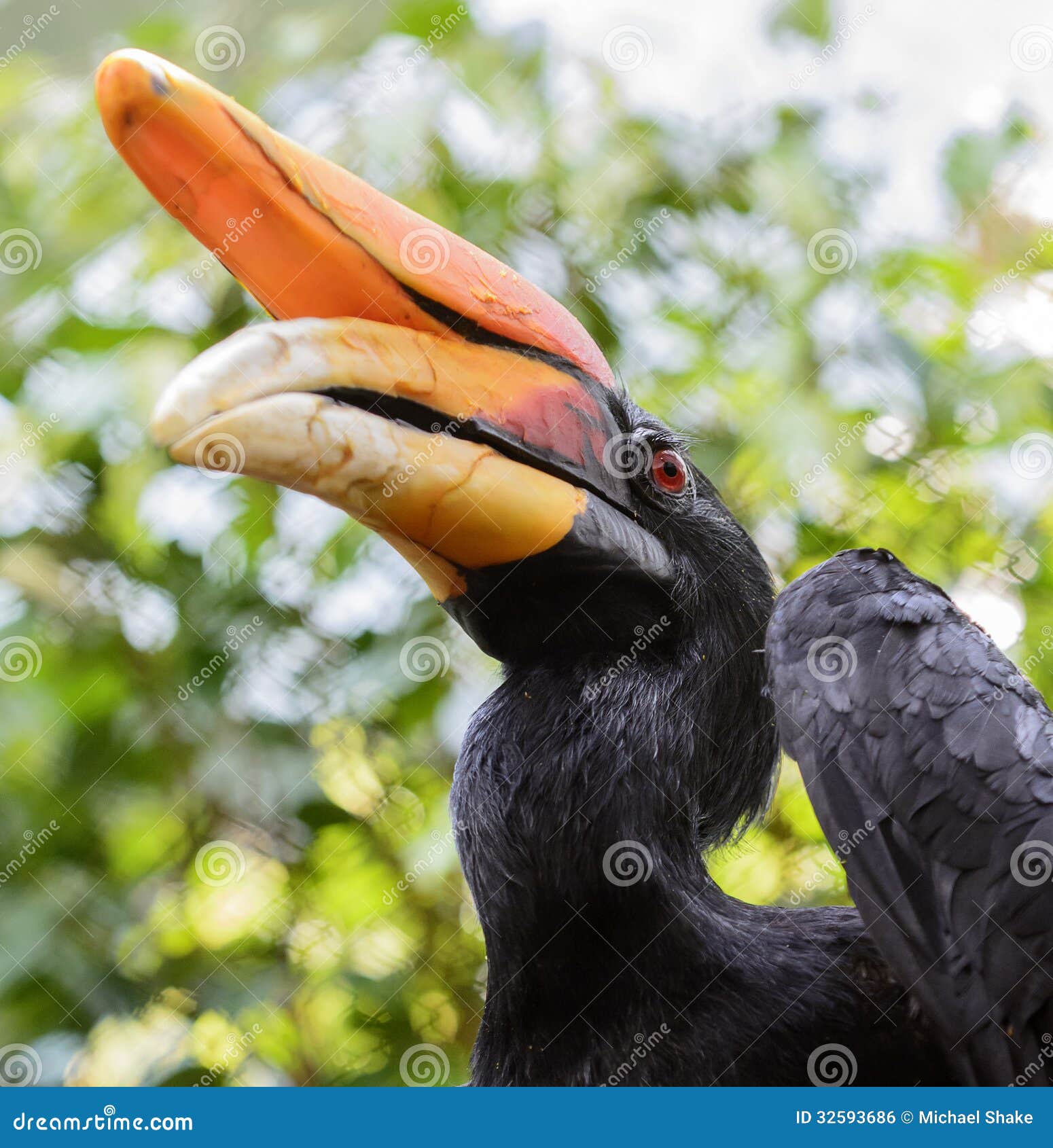rhinoceros hornbill country rhinoceros hornbill country