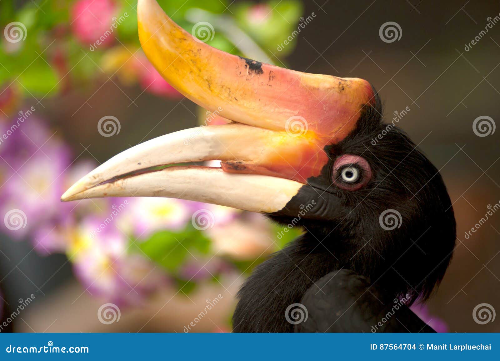 rhinoceros hornbill country rhinoceros hornbill country