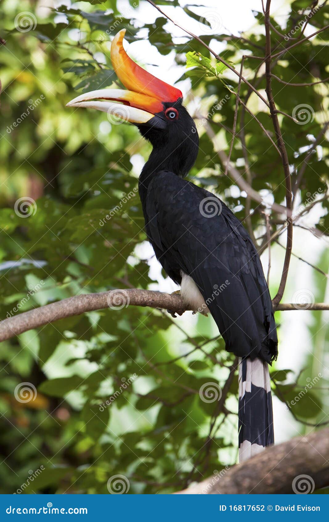 rhinoceros hornbill in a tree.