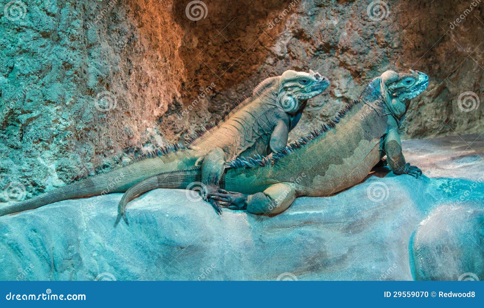 rhinoceros iguana rhinoceros iguana