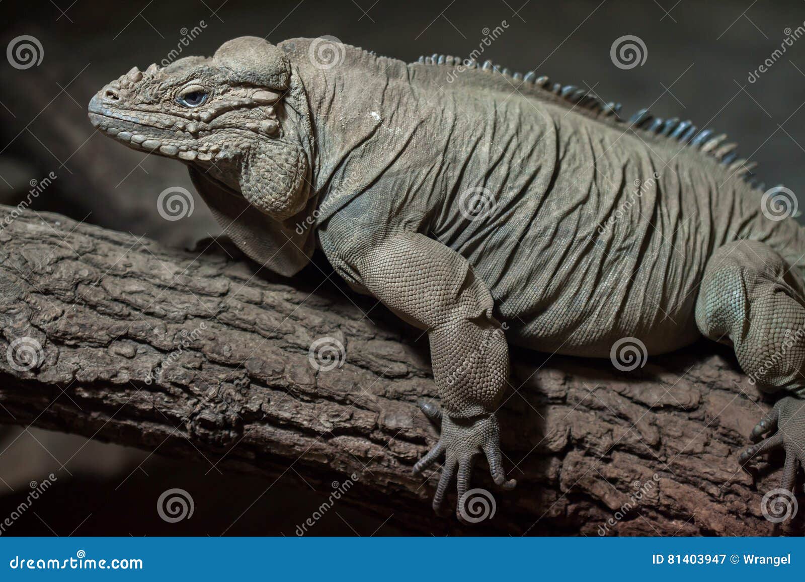 rhinoceros iguana cyclura cornuta