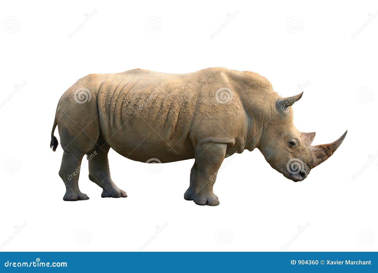 rhinoceros 