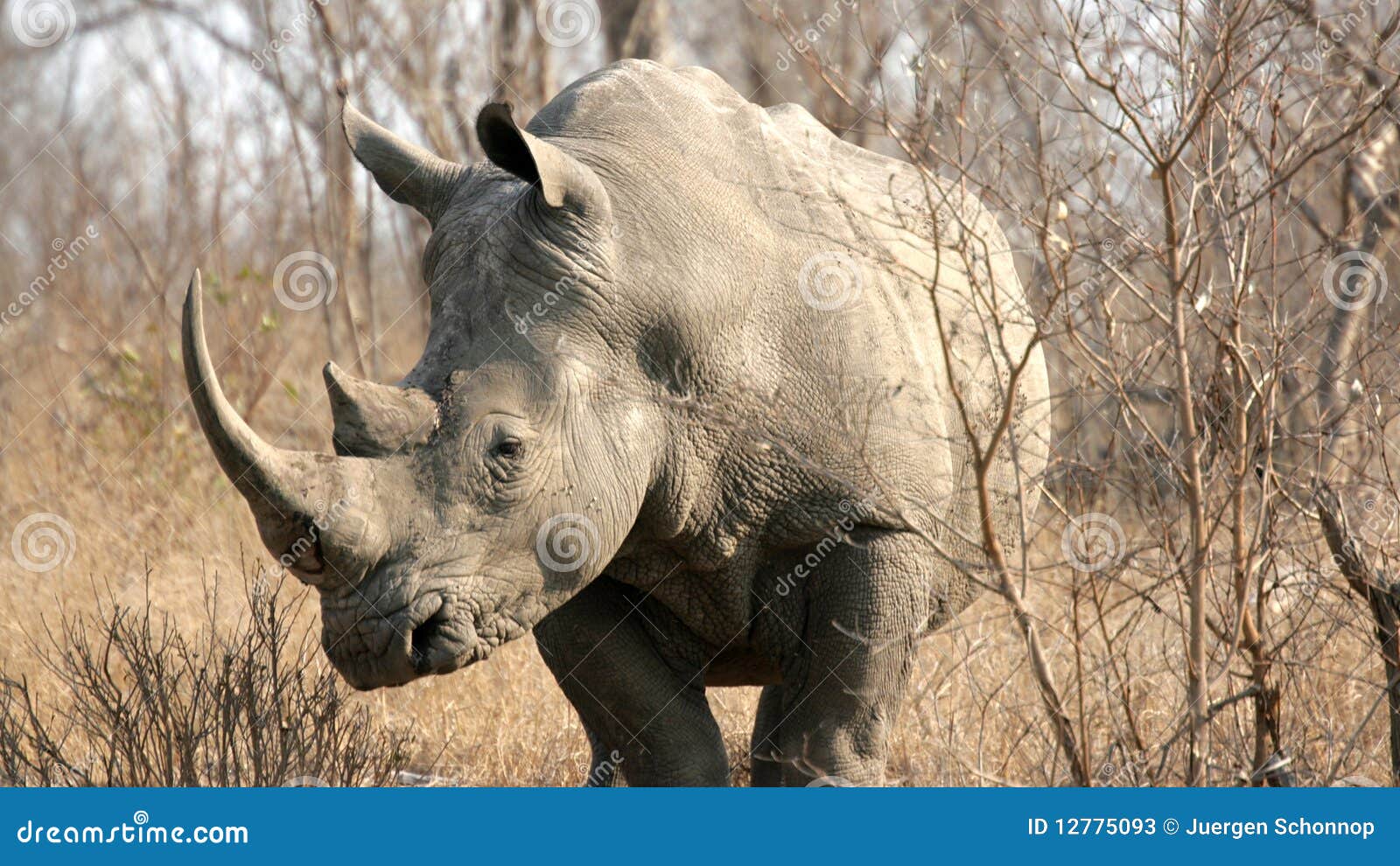 top speed of african rhinoceros top speed of african rhinoceros