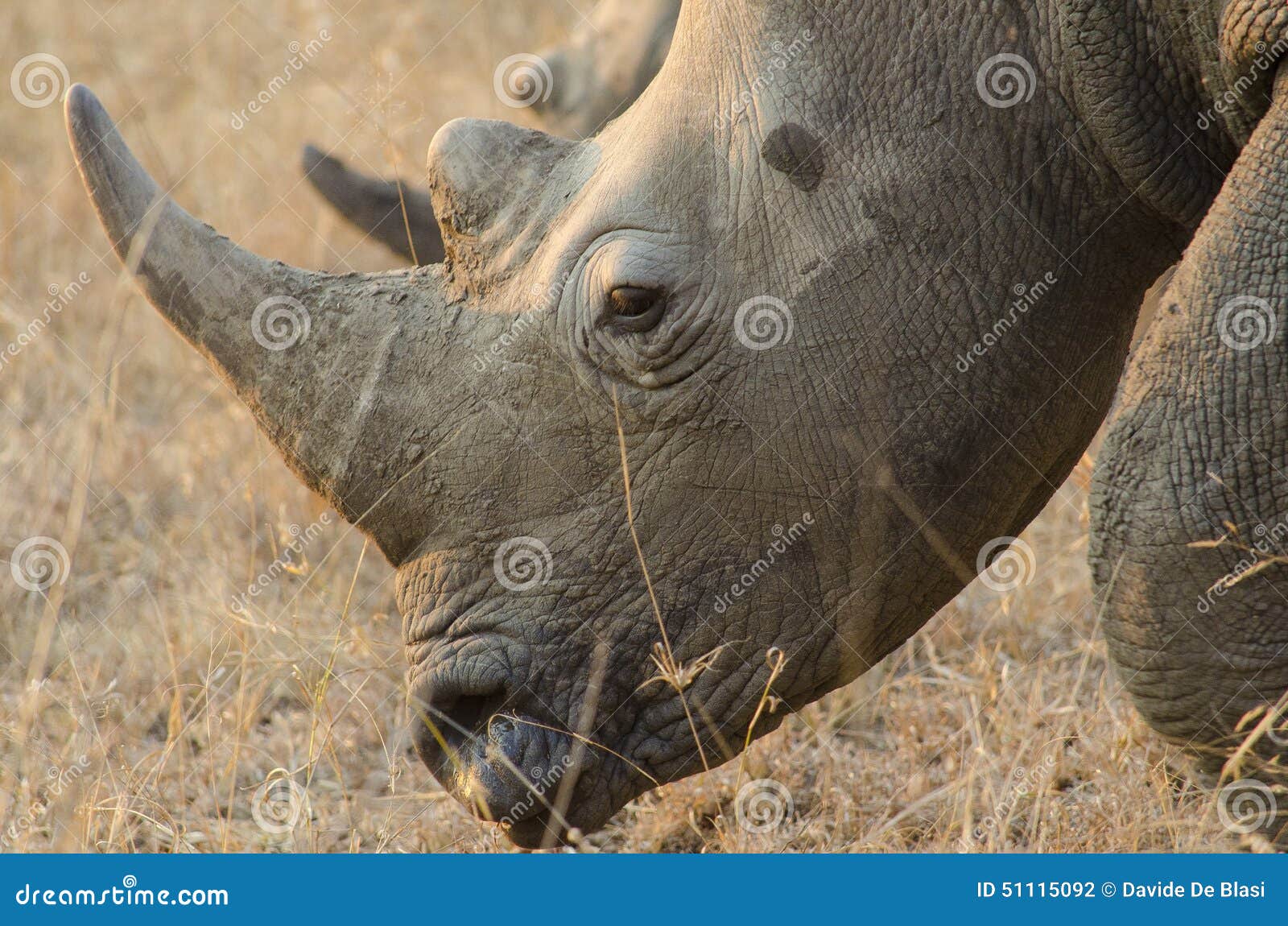 rhinoceros, rhino