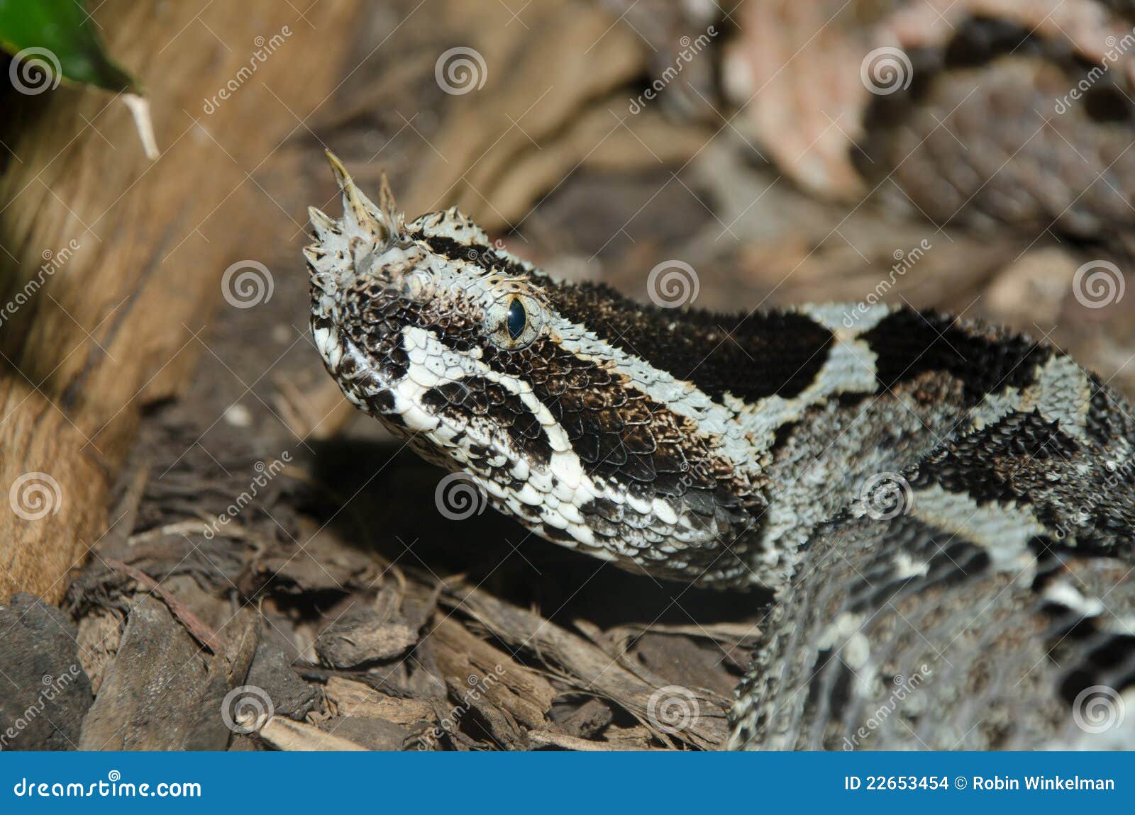 most beutifl rhinoceros viper most beutifl rhinoceros viper