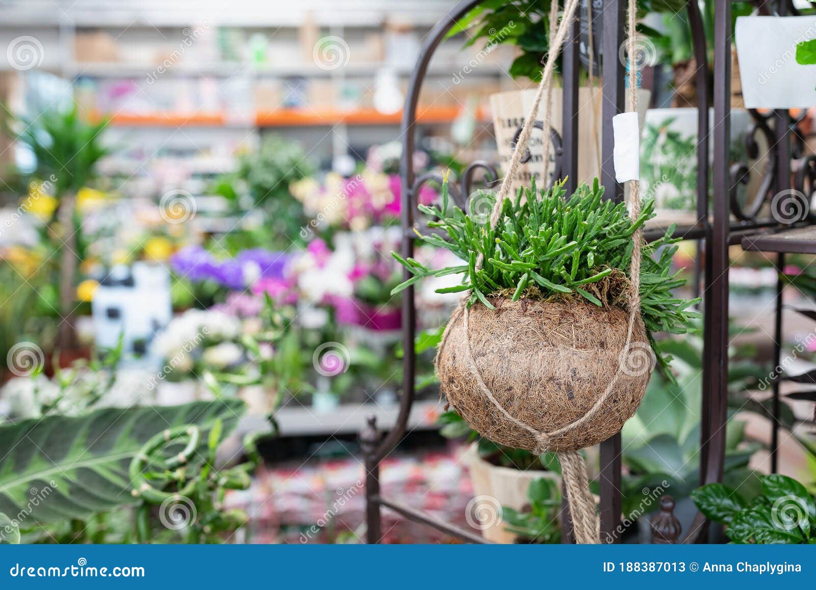 Rhipsalis in Creative Pot Rhipsalis in Creative Pot
