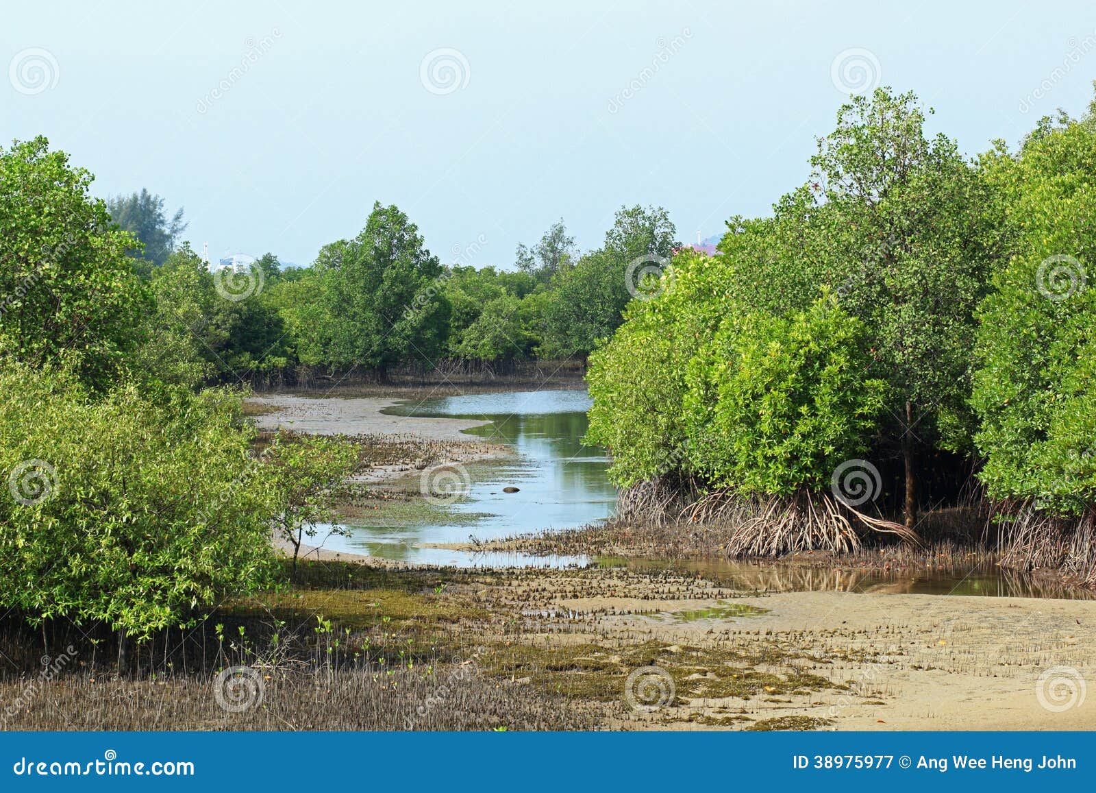 rhizophora mangrove mudflats
