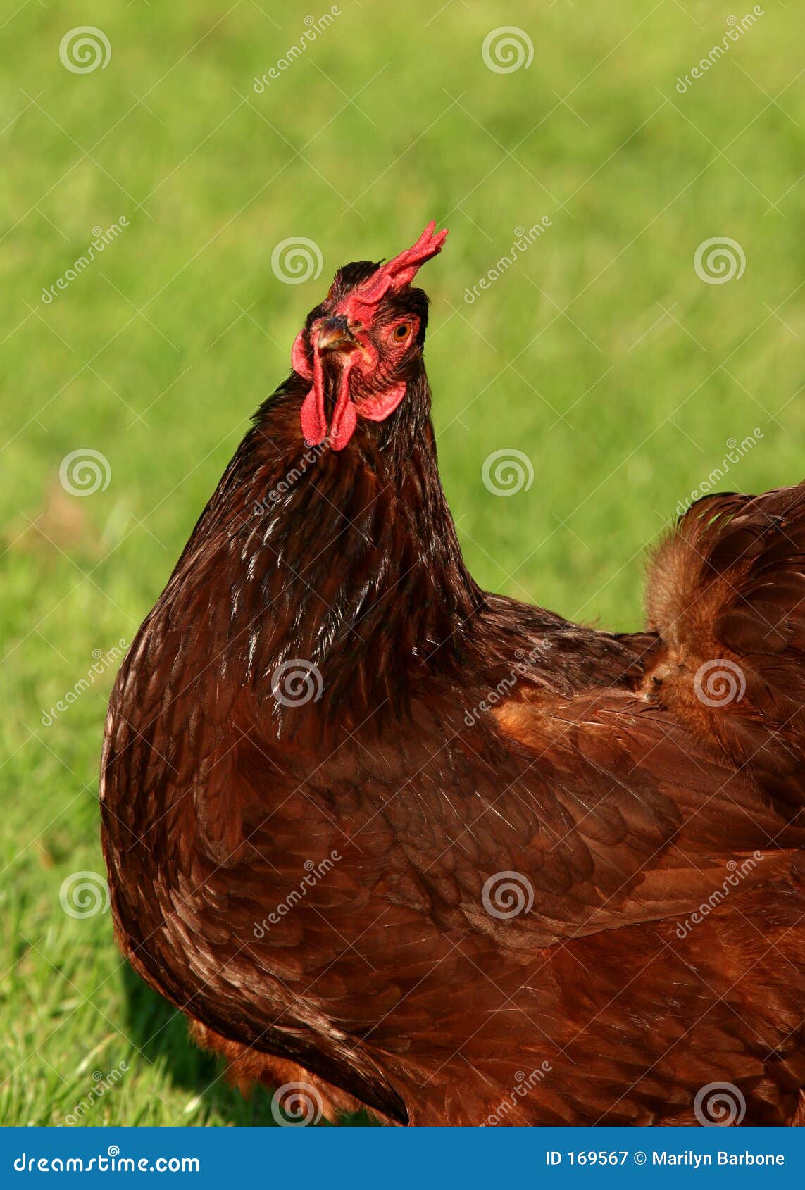 Rhode Island Red Chicken stock image. Image of agriculture 169567