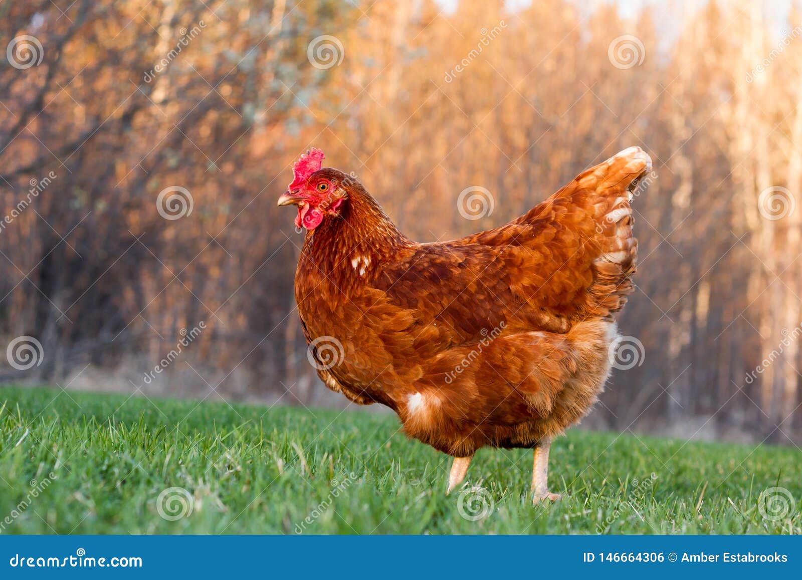 rhode island red hen