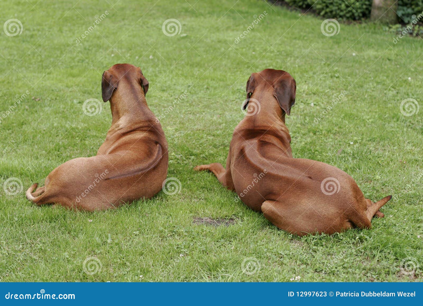 rhodesian ridgeback prix