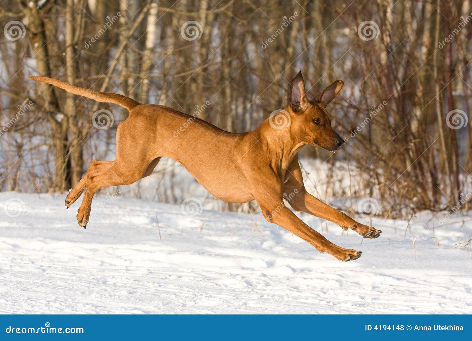 Rhodesian ridgeback. δασικός rhodesian χειμώνας ridgeback σκυλιών