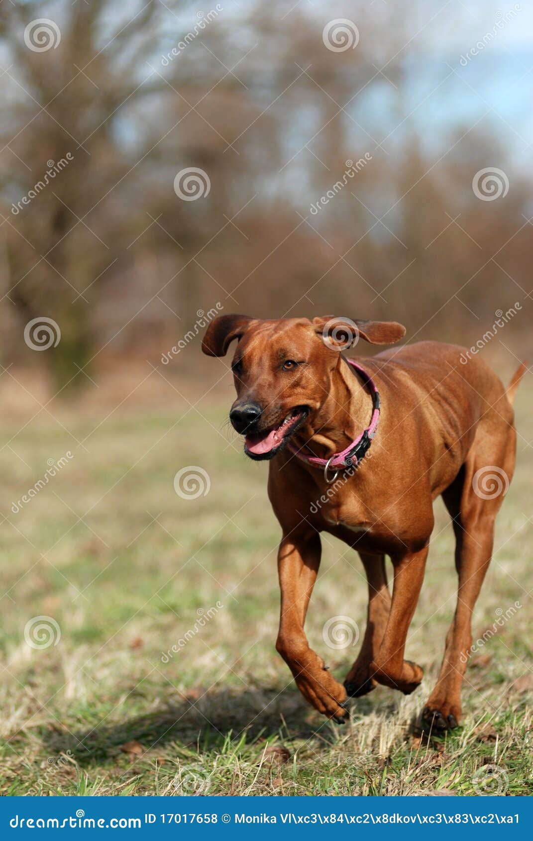 rhodesian ridgeback in action