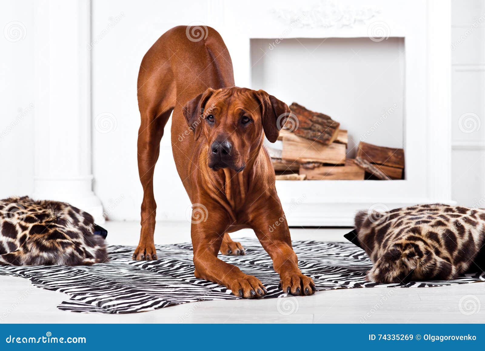 Rhodesian Ridgeback Dog Bending with Its Ridge Revealed Stock Image Image of print, lion 74335269
