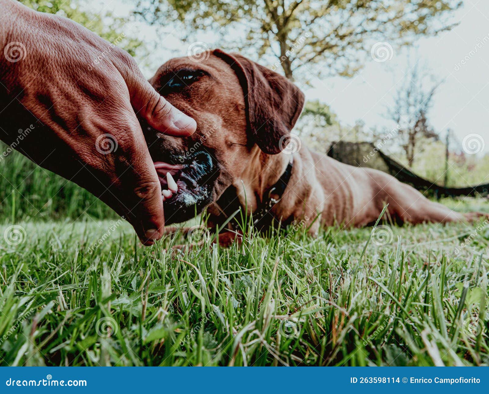 Best Food for Rhodesian Ridgeback Nourishing Your Beloved Companion Best Food for Rhodesian Ridgeback Nourishing Your Beloved Companion