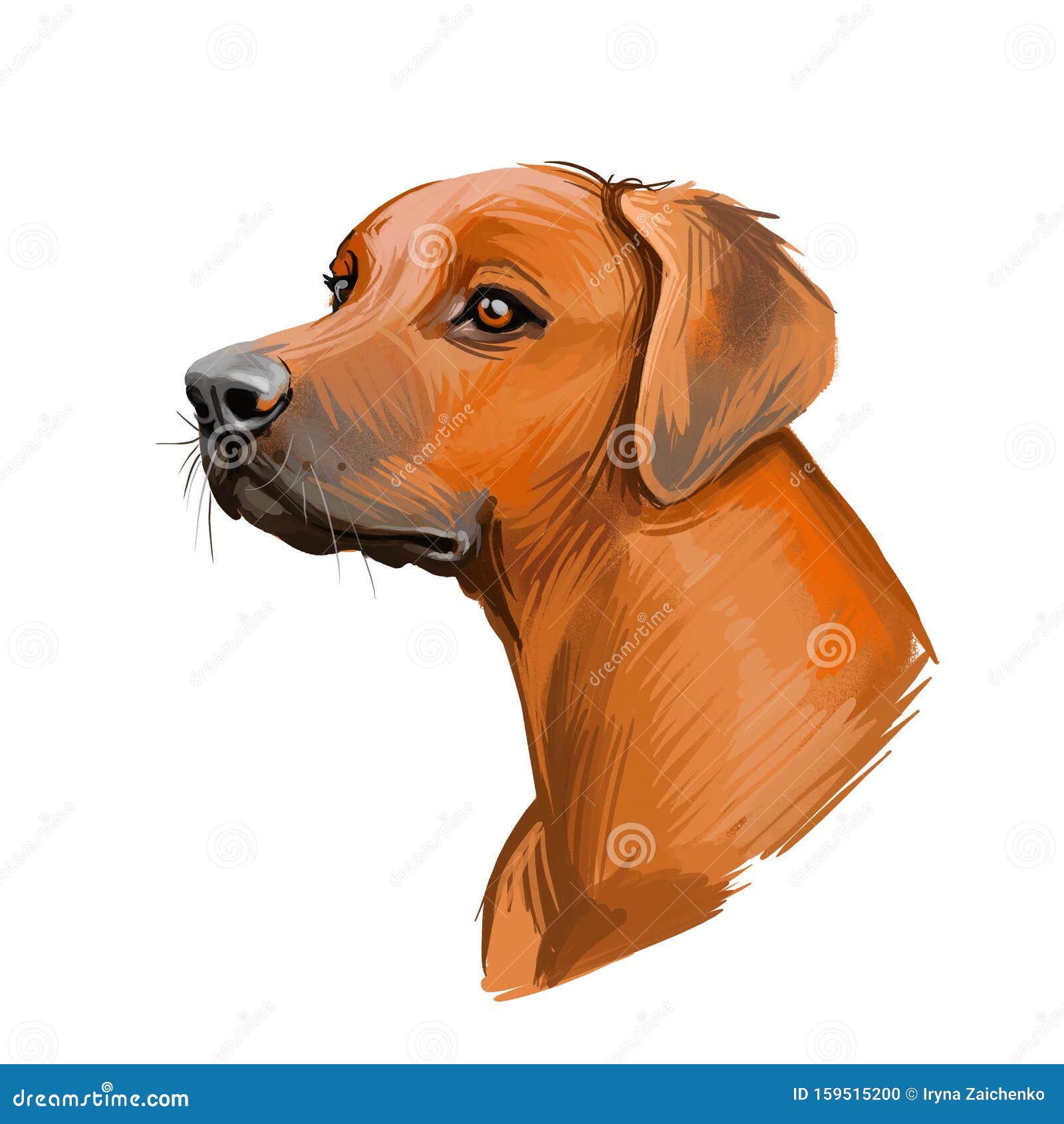 rhodesian ridgeback art