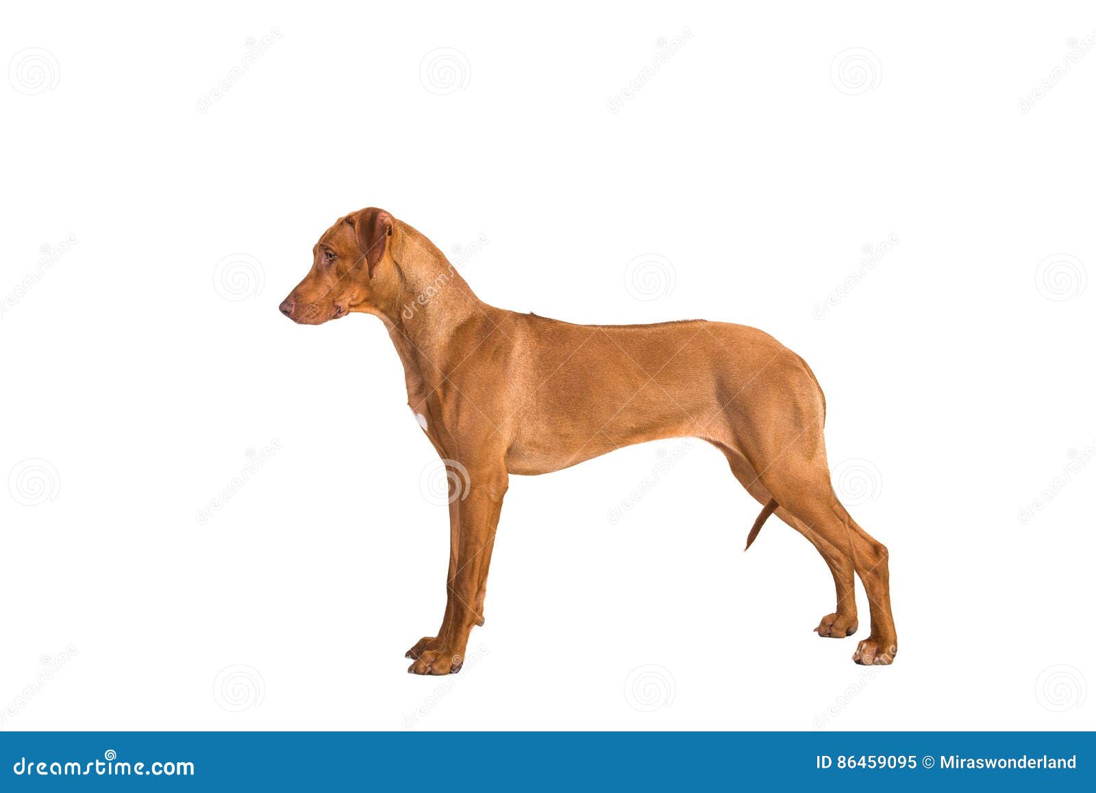 Rhodesian Ridgeback Dog Standing in Show Position Seen from the Stock