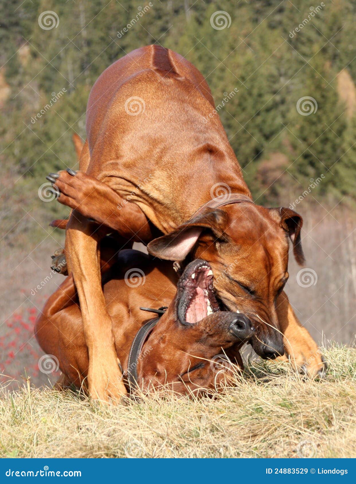 rhodesian ridgeback in action