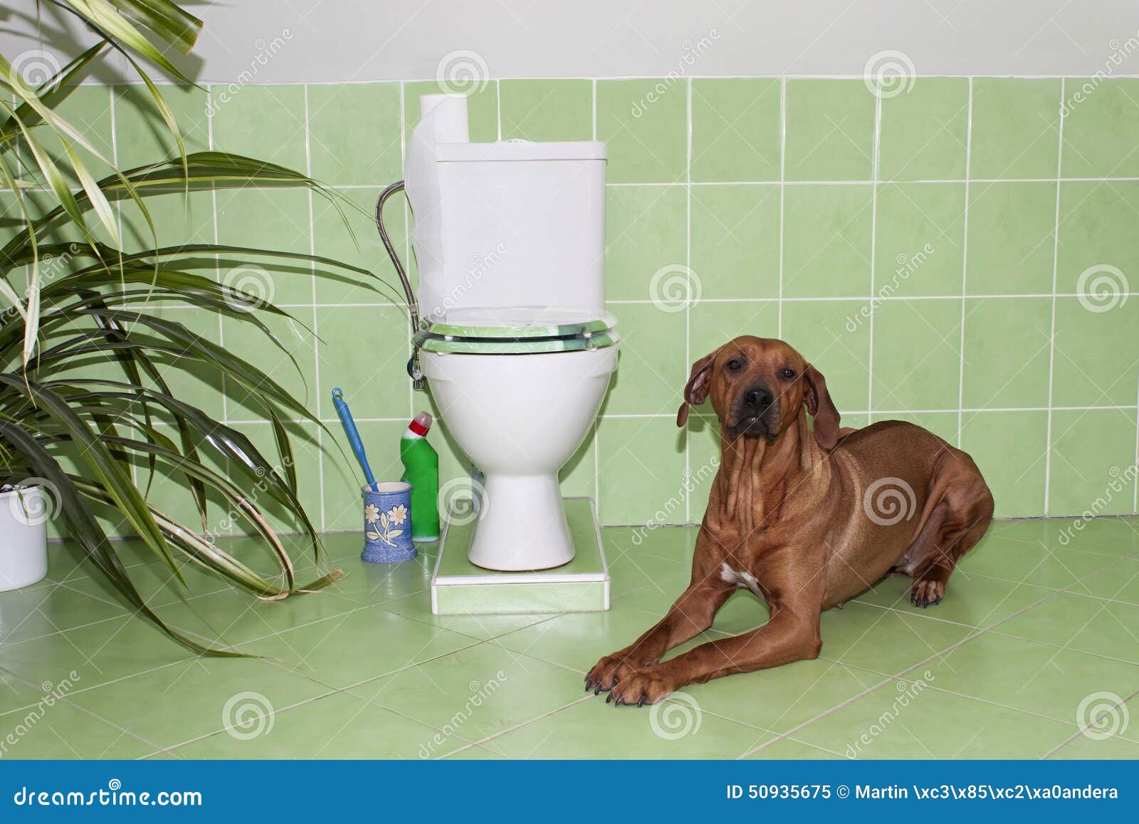 Rhodesian Ridgeback Hund Im Badezimmer Mit Toilette Stockbild Bild