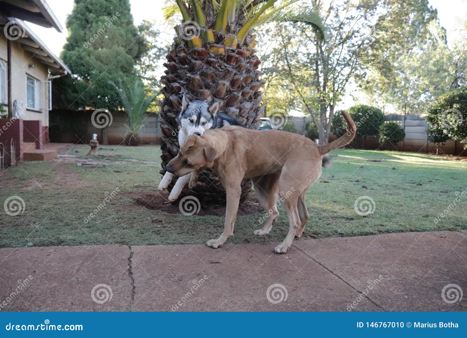 Rhodesian ridgeback best sale husky
