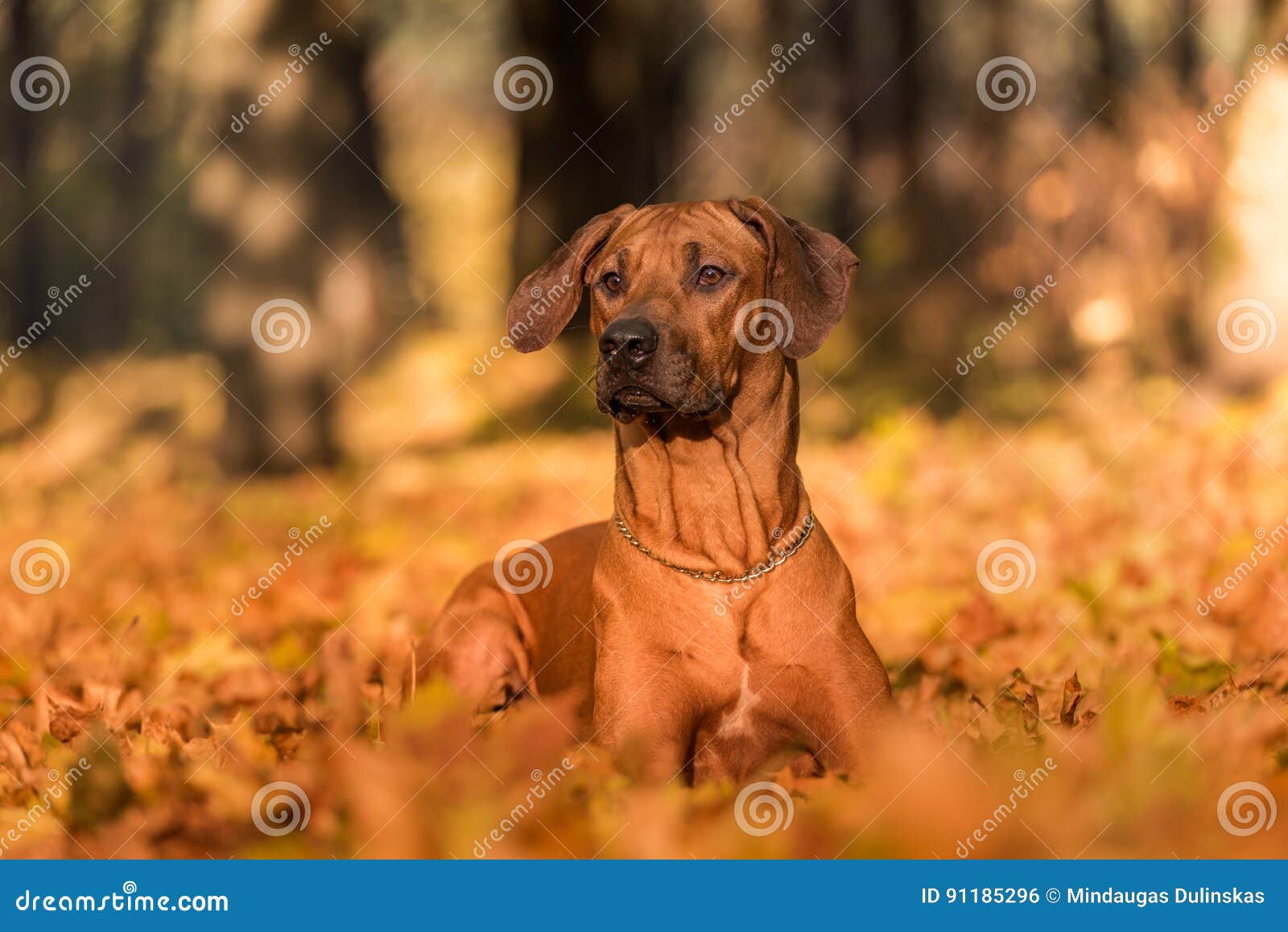 Rhodesian Ridgeback is Laying on the Ground. Stock Photo Image of