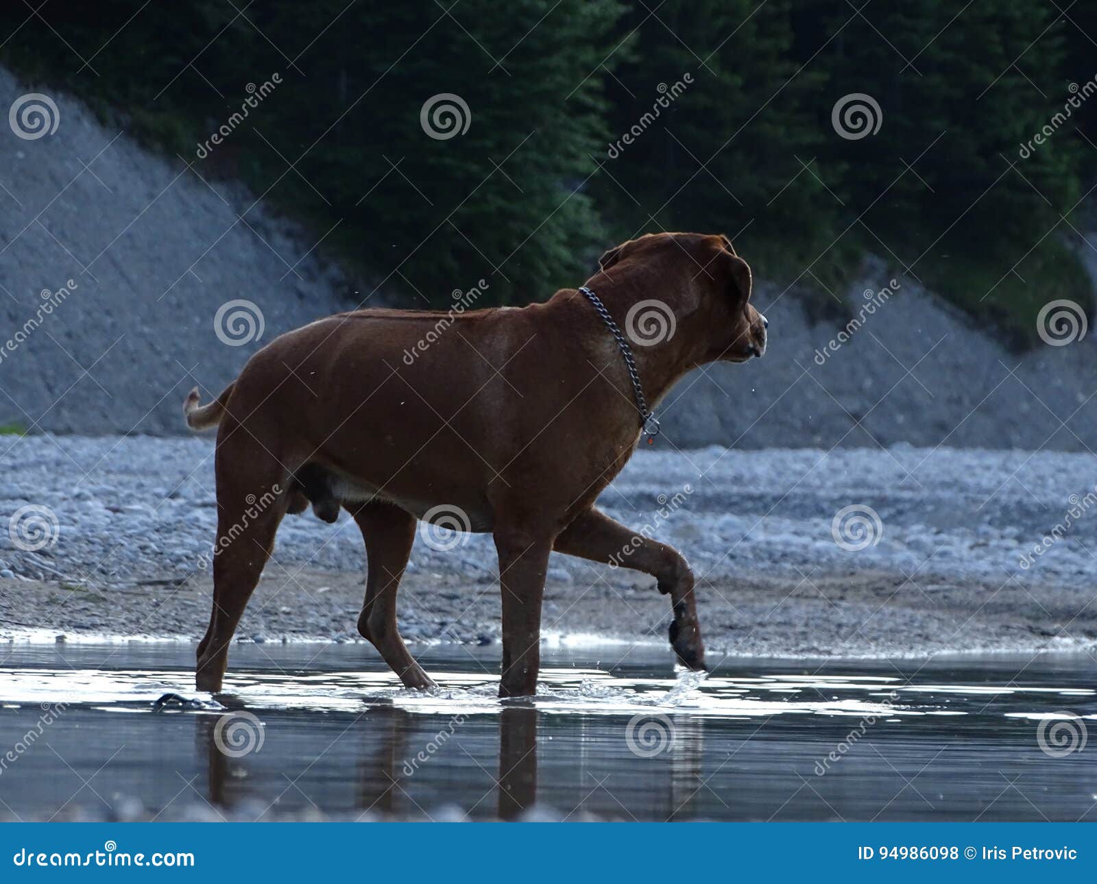 rhodesian ridgeback by playing in the river isar near vorderriÃÅ¸