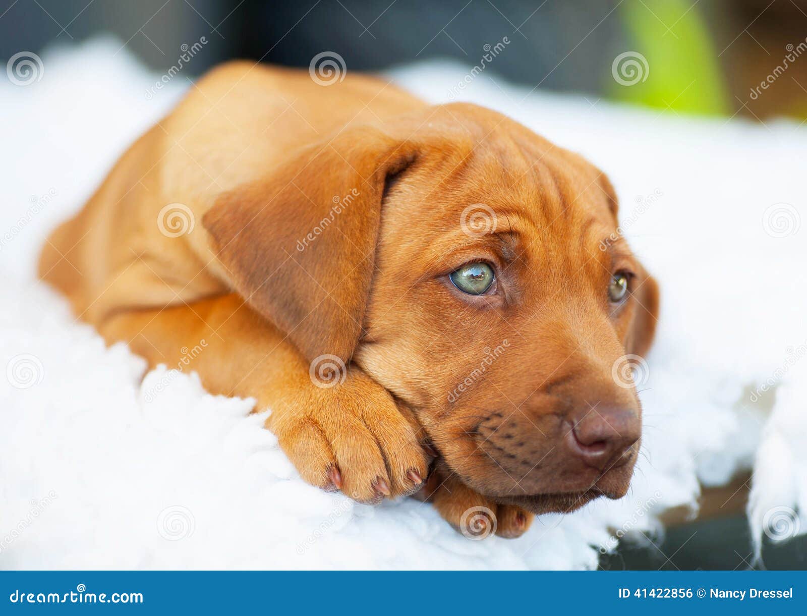 blue rhodesian ridgeback