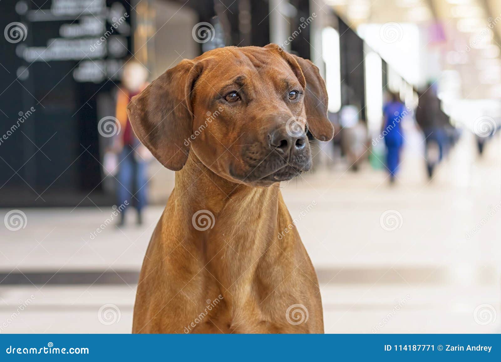 Rhodesian Ridgeback Shorthair Hunting Dog Looking at the Camera Stock Image - Image of forest, hunter: 114187771 Rhodesian Ridgeback Shorthair Hunting Dog Looking at the Camera Stock Image - Image of forest, hunter: 114187771