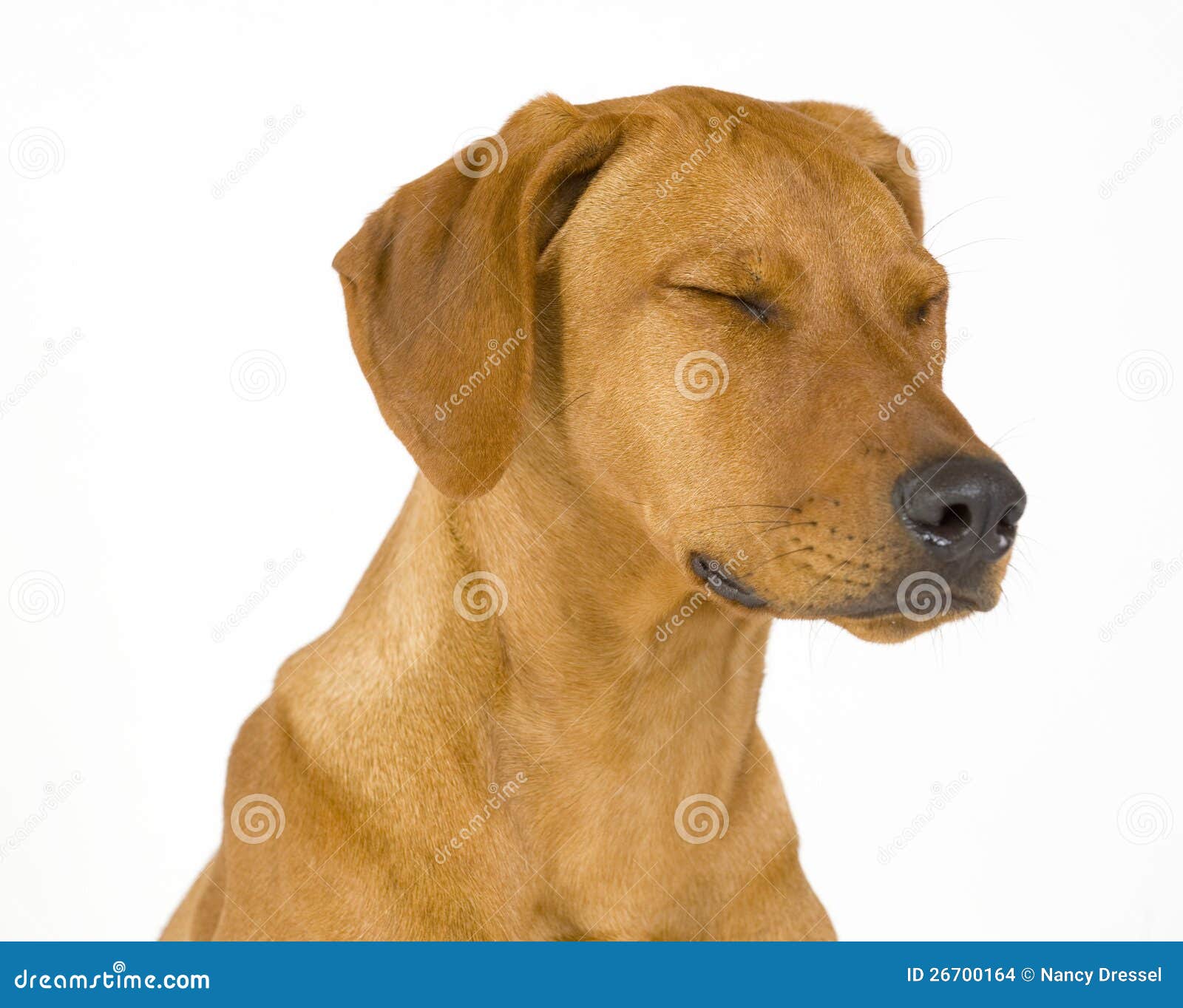 Rhodesian Ridgeback Weiblicher Hund, 5 Monat Alt Stockfoto Bild von