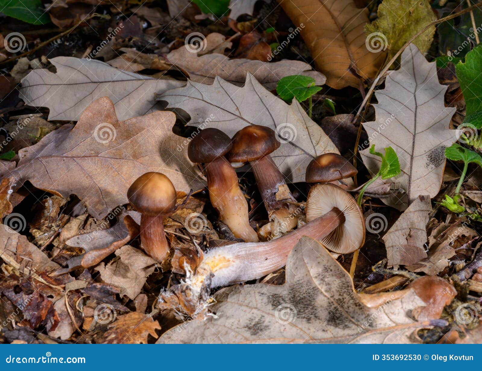 rhodocollybia butyracea - young edible autumn mushroom among fallen leaves in the garden, odessa