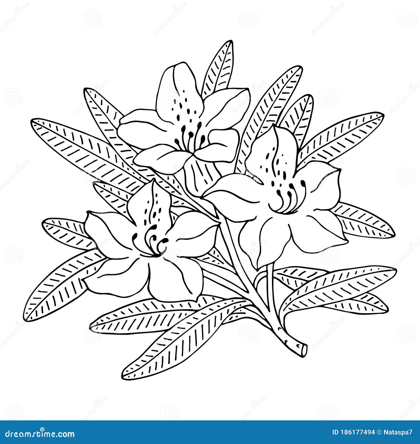 rhododendron or alpine rose. evergreen alpine mountain shrub. hand drawn contour  . outline flower  on