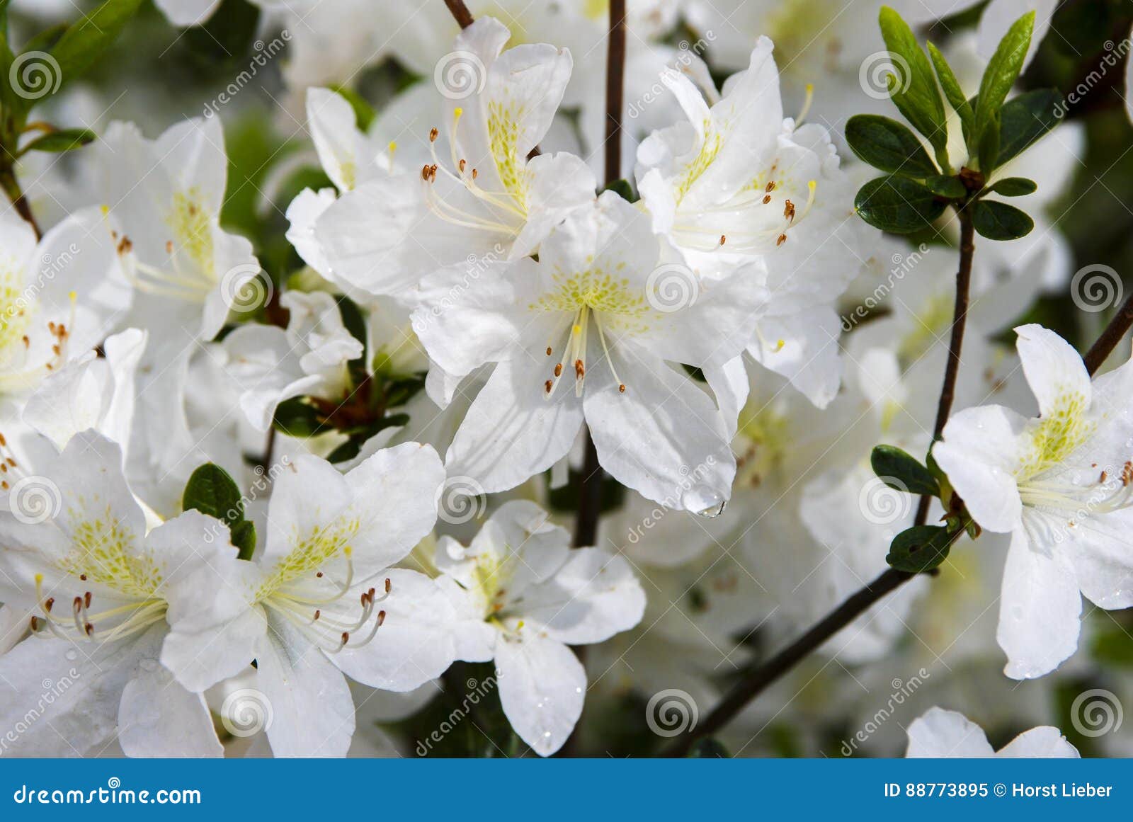 rhododendron_ baden-baden, germany
