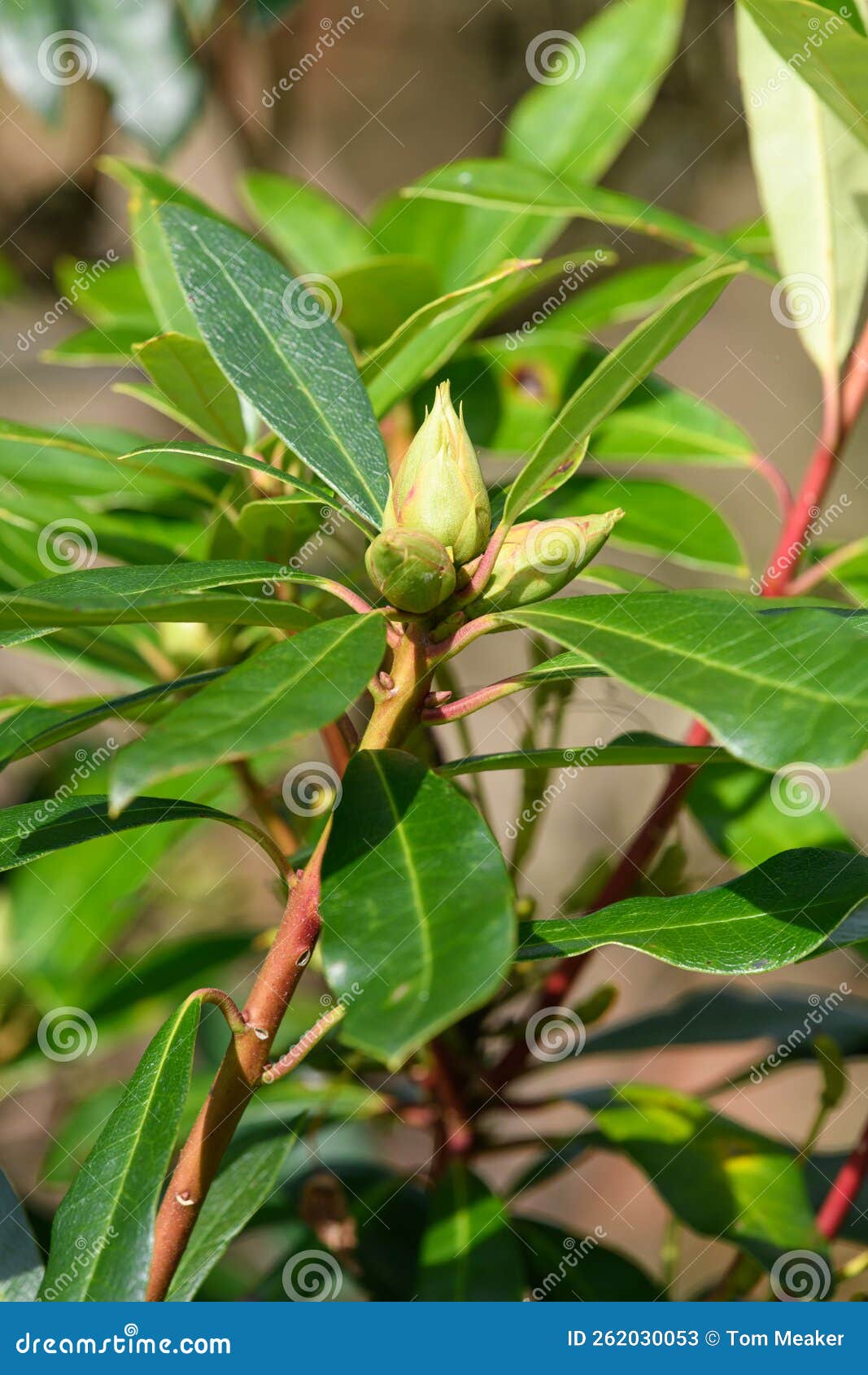 Rhododendron buds stock image. Image of autumn, flowers 262030053