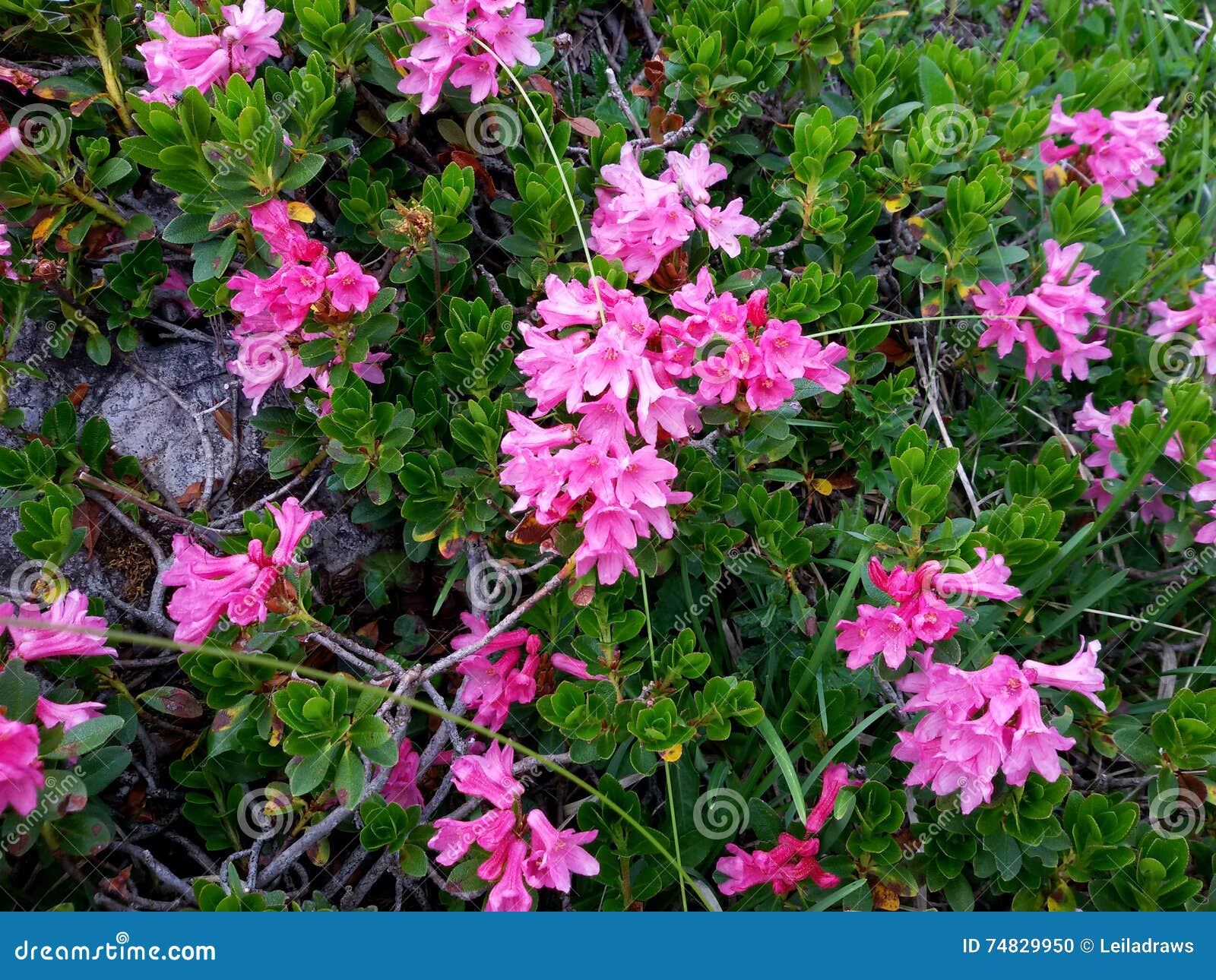 pink flowers rhododendron