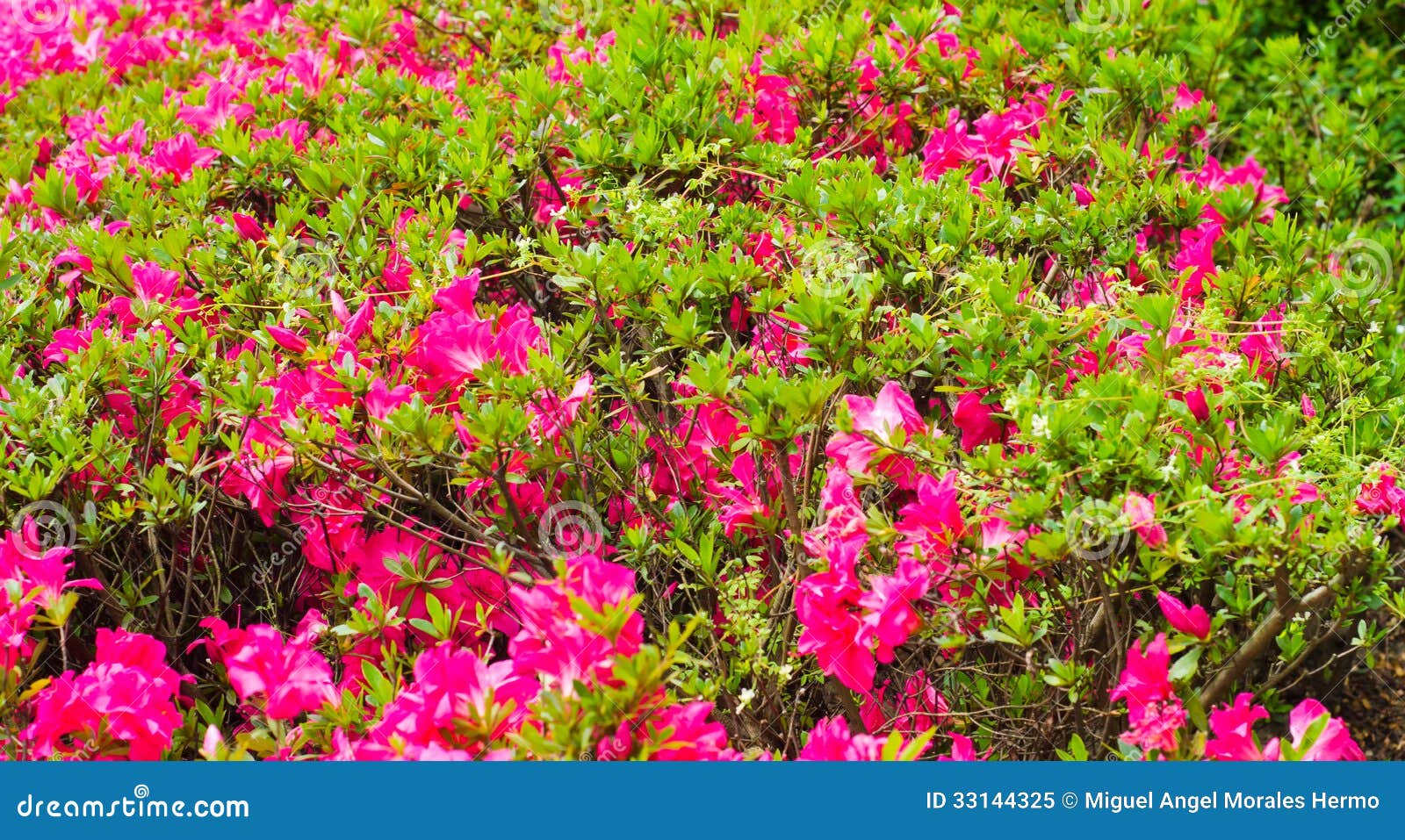 rhododendron