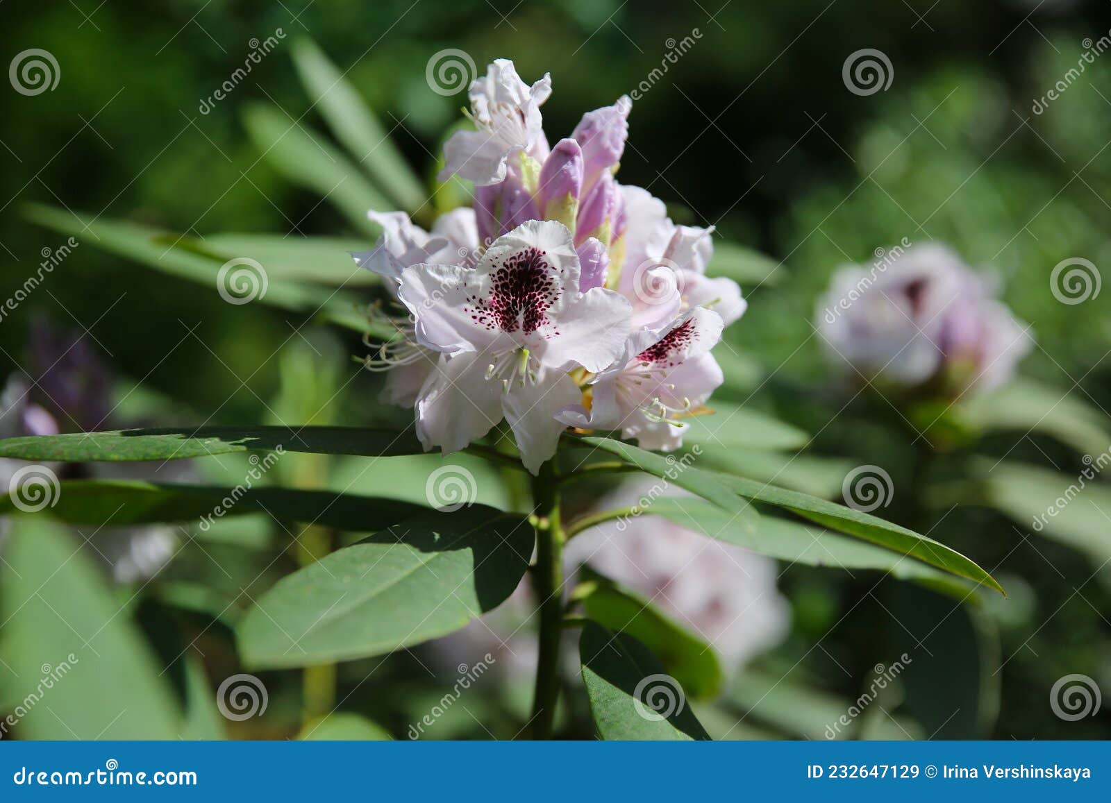 rhododendron flower close-up. floral background, blur.