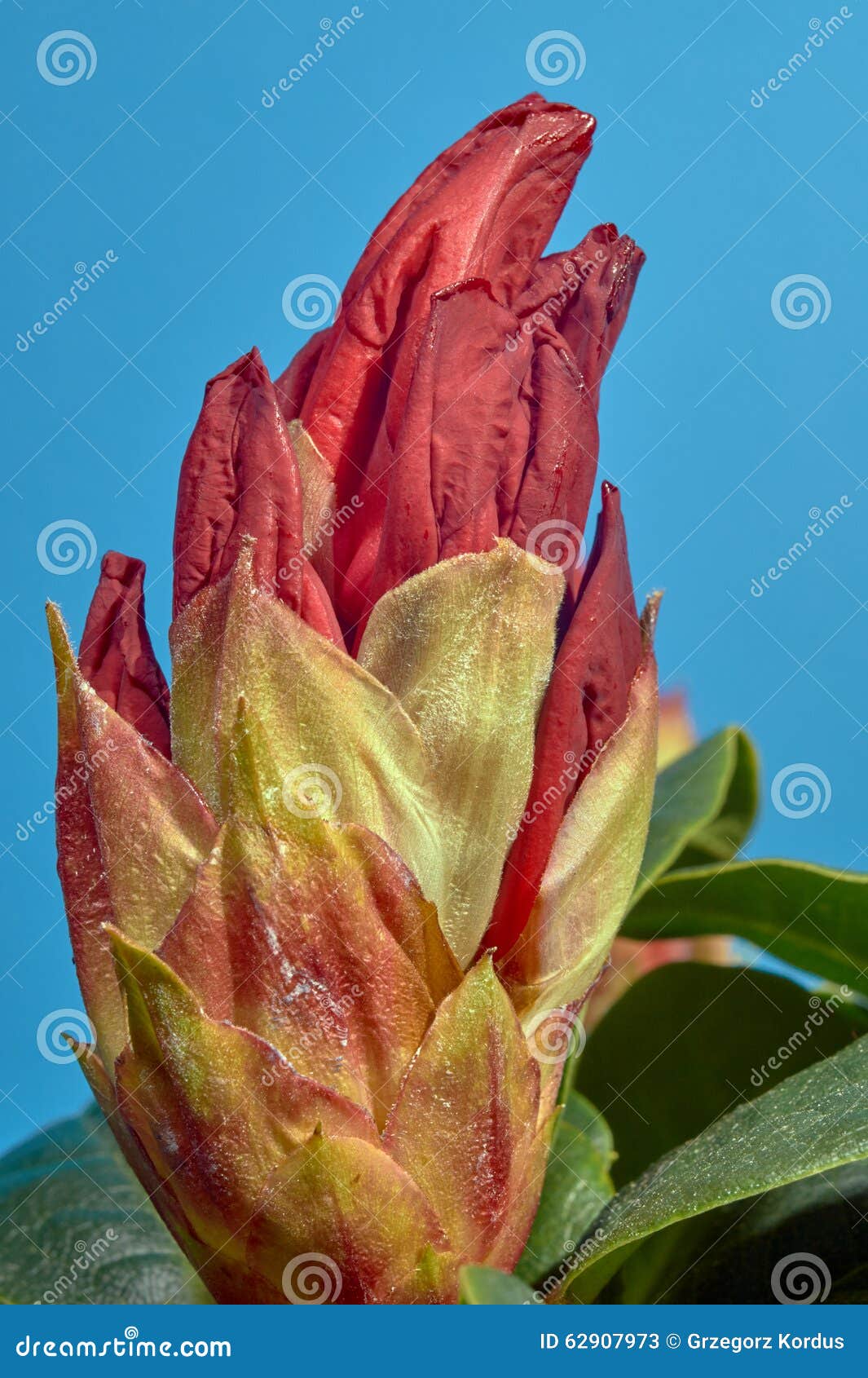 Rhododendron Potting Stock Photos Free & RoyaltyFree Stock Photos