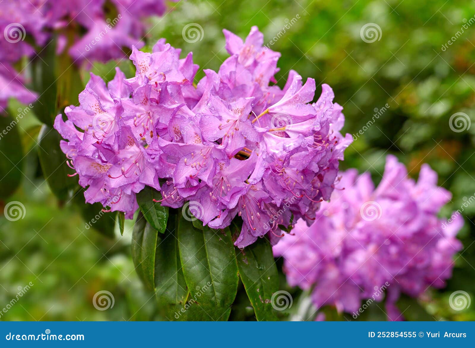 Rhododendron Garden Flowers in May Stock Image Image of beautiful