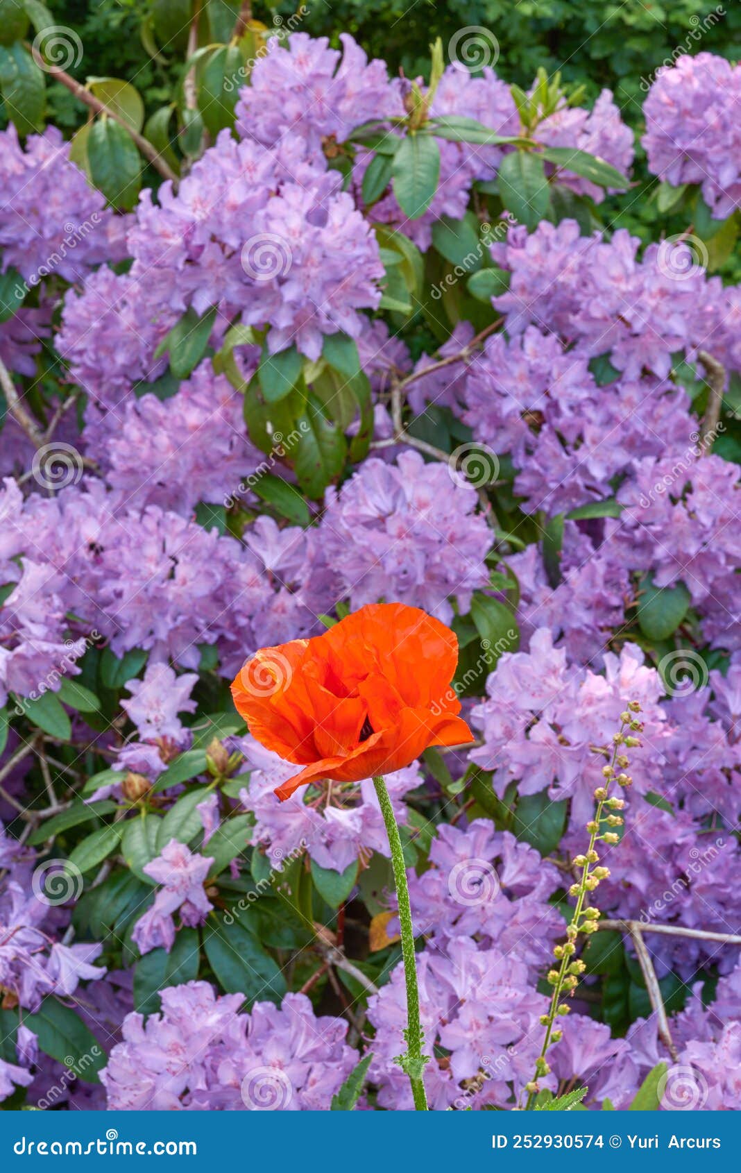 Rhododendron Garden Flowers in May Stock Photo Image of nature