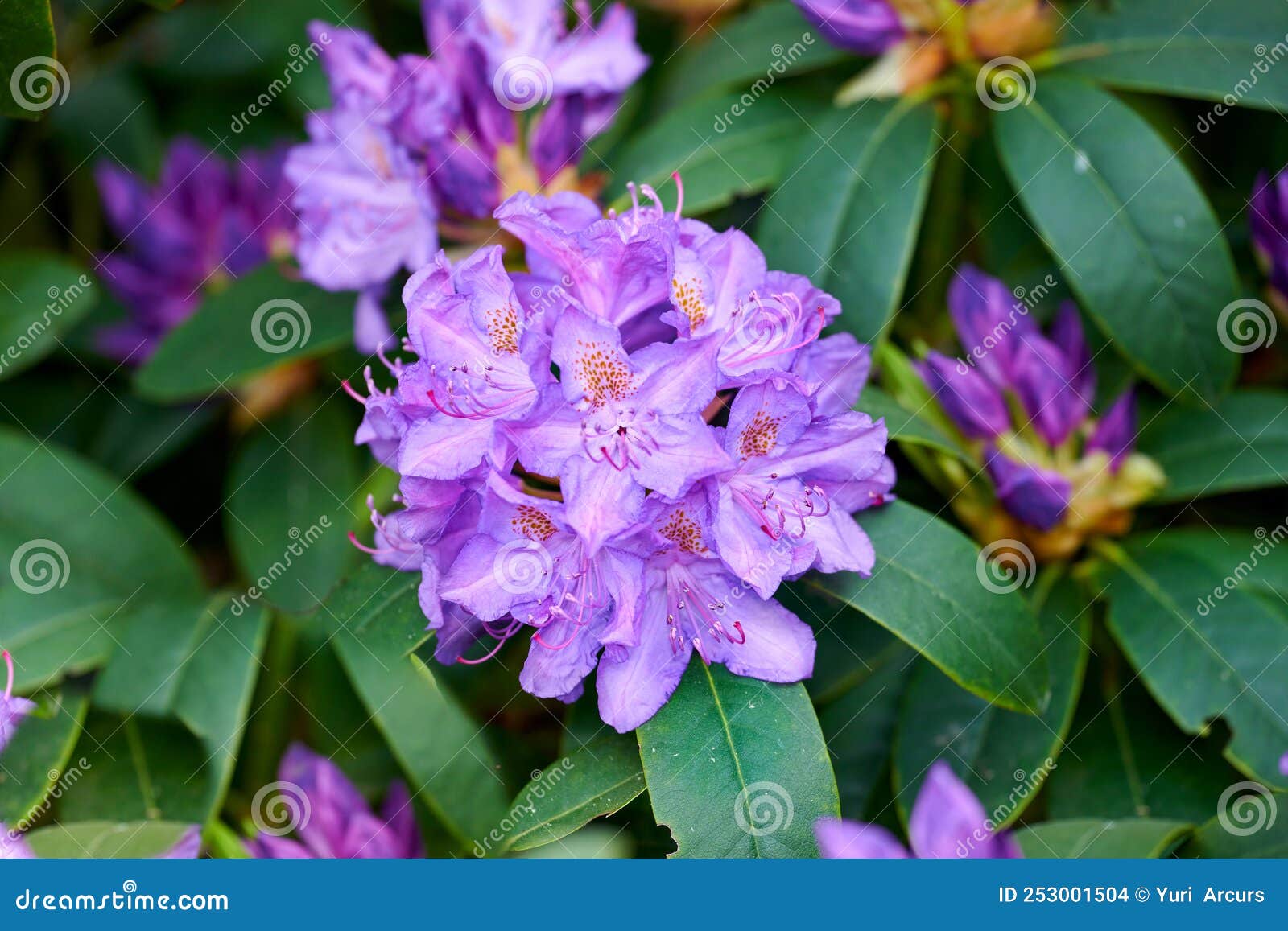 Rhododendron Garden Flowers in May Stock Photo Image of summer